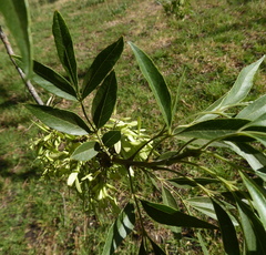 Fraxinus angustifolia