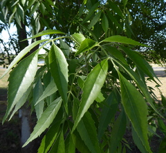 Fraxinus angustifolia