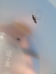 Tetrachaetus bipunctatus