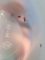 Tetrachaetus bipunctatus