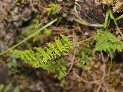 Cryptogramma brunoniana