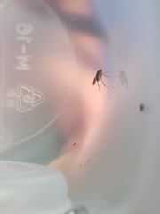 Tetrachaetus bipunctatus