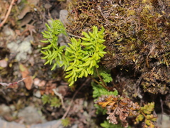 Cryptogramma brunoniana