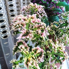 Coleus scutellarioides