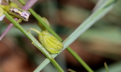 Polygala rehmannii