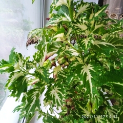 Coleus scutellarioides