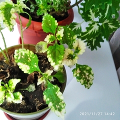 Coleus scutellarioides