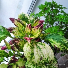 Coleus scutellarioides