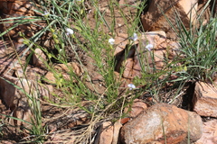 Polygala rehmannii