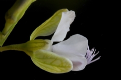 Polygala rehmannii