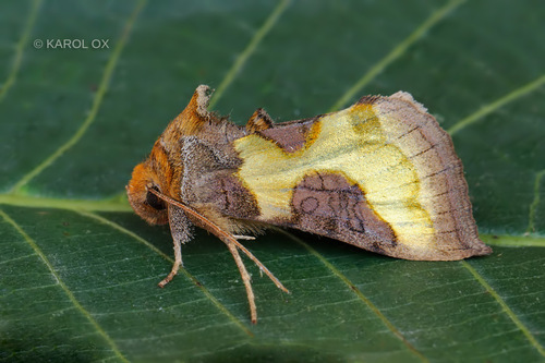 mora prerušenopásová (Diachrysia stenochrysis)