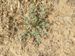 Hoffmannseggia glauca