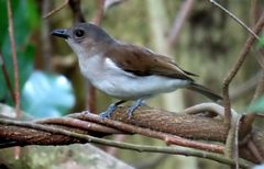 Pachycephala cinerea