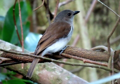 Pachycephala cinerea