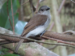 Pachycephala cinerea