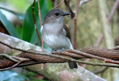Pachycephala cinerea