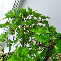Coleus scutellarioides