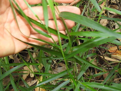 Ottochloa nodosa