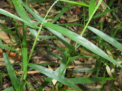 Ottochloa nodosa