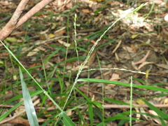 Ottochloa nodosa