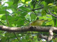 Phylloscopus goodsoni