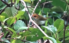 Abroscopus albogularis