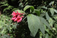 Cestrum fasciculatum