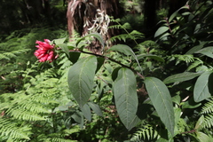 Cestrum fasciculatum
