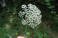 Laserpitium nestleri