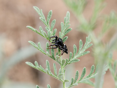 Heliophanus chovdensis