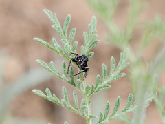 Heliophanus chovdensis