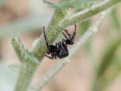 Heliophanus chovdensis