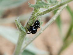 Heliophanus chovdensis