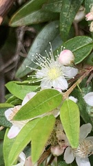 Austromyrtus