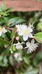 Austromyrtus