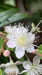 Austromyrtus