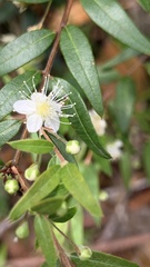 Austromyrtus