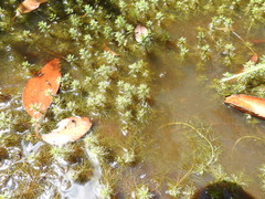 Myriophyllum gracile