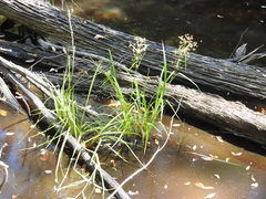 Rhynchospora corymbosa