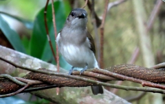 Pachycephala cinerea