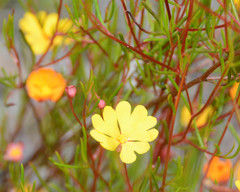 Hibbertia stellaris