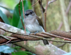 Pachycephala cinerea