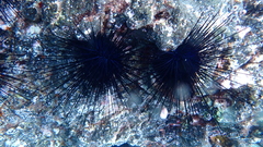 Diadema africanum