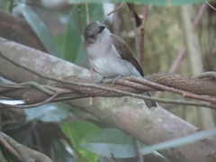 Pachycephala cinerea