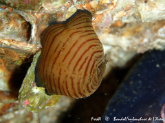 Actinia cari