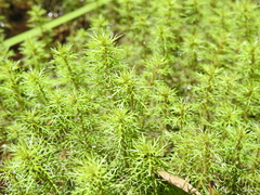Myriophyllum gracile