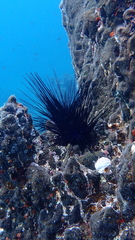 Diadema africanum