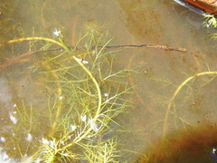 Myriophyllum gracile