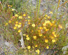 Hibbertia stellaris