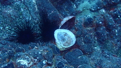 Spondylus senegalensis